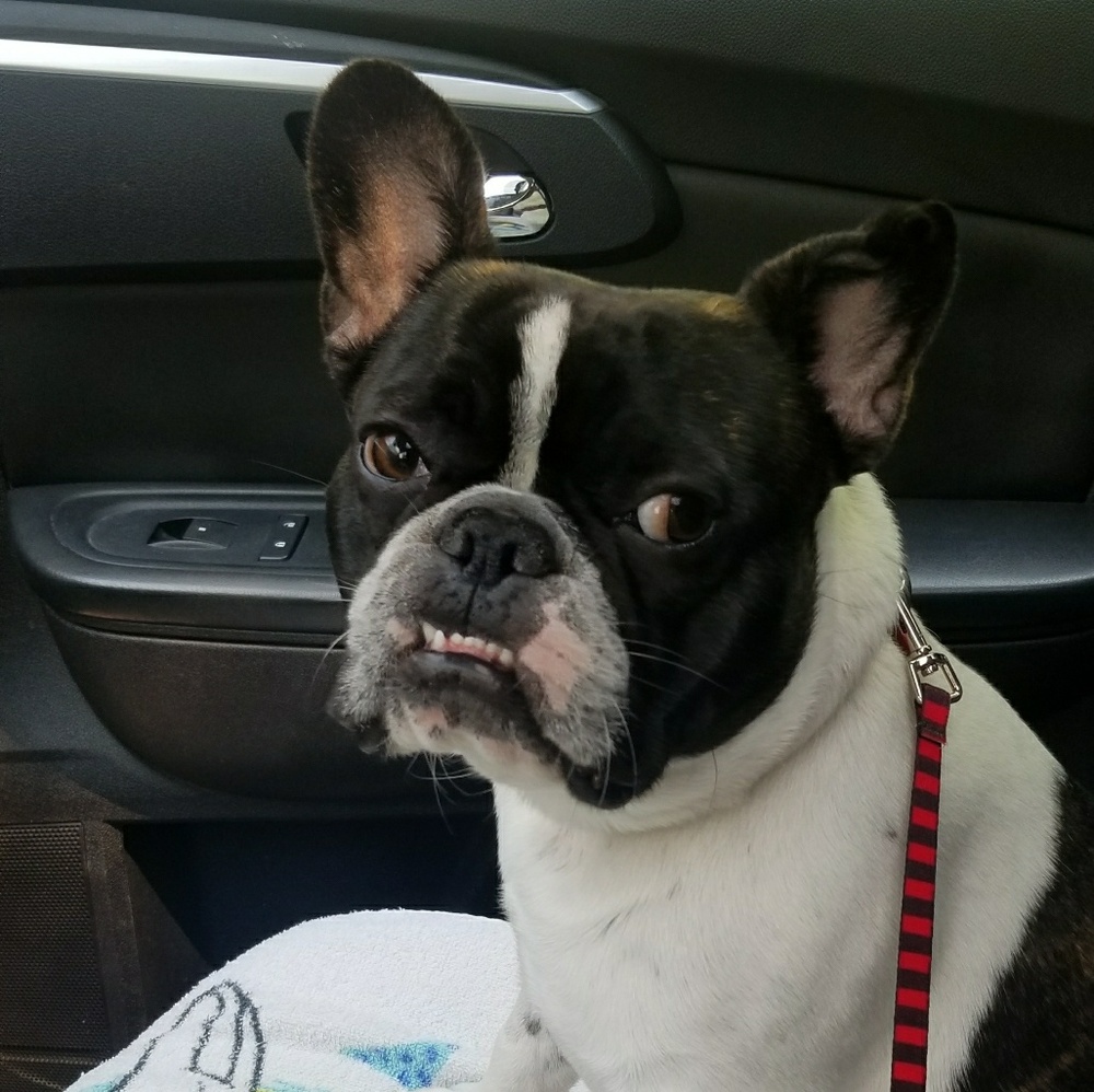 Meet your Posher, Molly